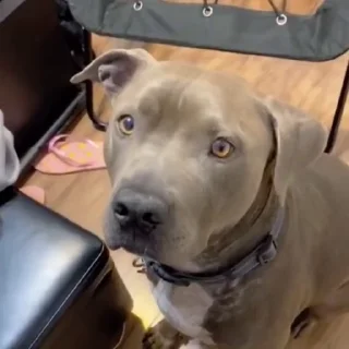 🐩