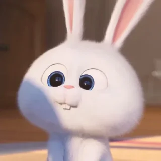 🐰