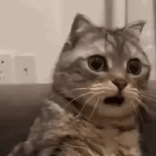 😲