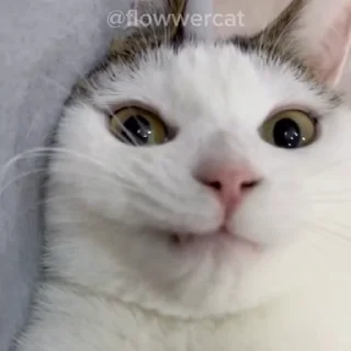 👋