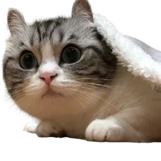 😺