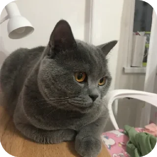 🐱