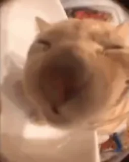 👅