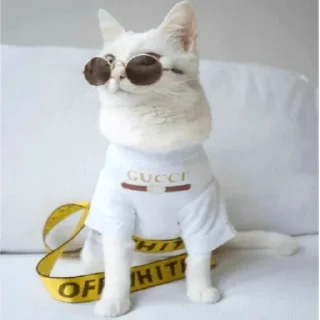 😎