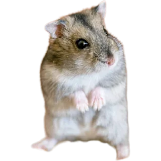 🐭