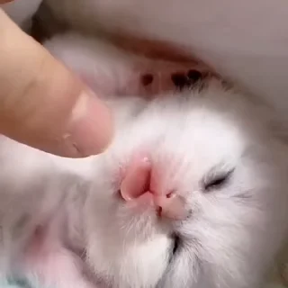 🐱