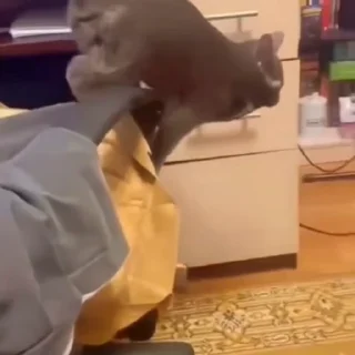 🐈
