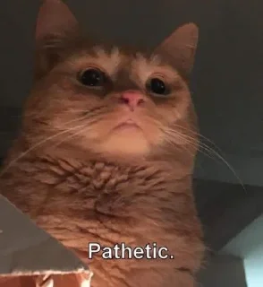 🐱