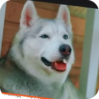 🐶