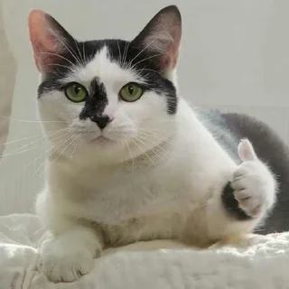 😺