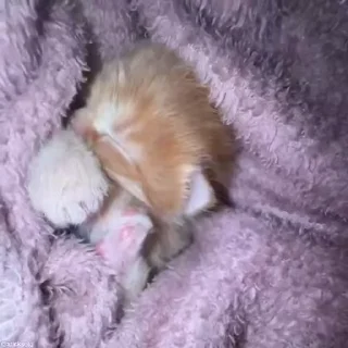 😴