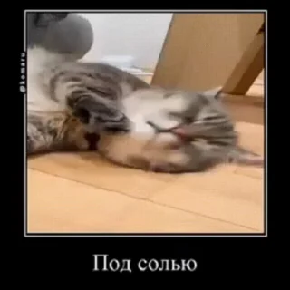 🐱