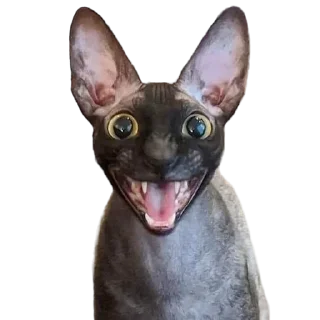 🫨