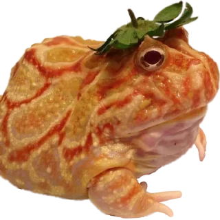 🍊