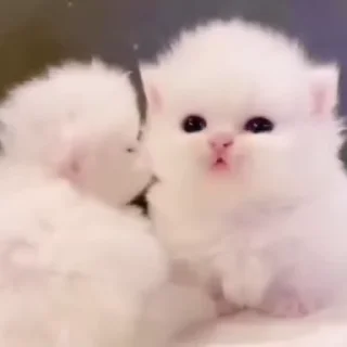 🌟