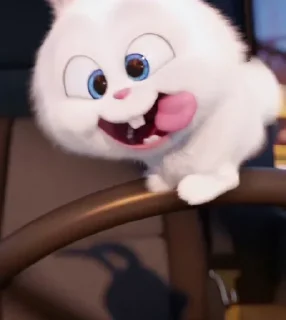 🐰