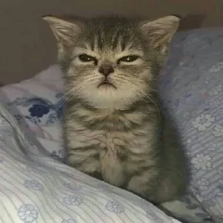 🐈