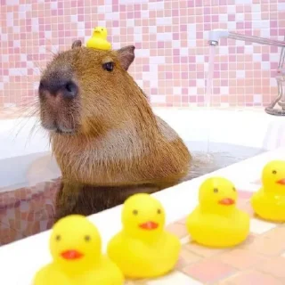 🦦