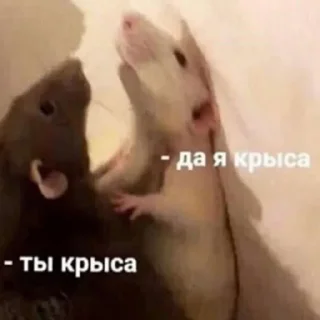 🐭