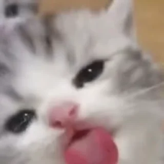 🐈