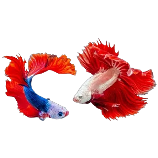 👩‍❤️‍👩