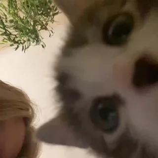 🐈