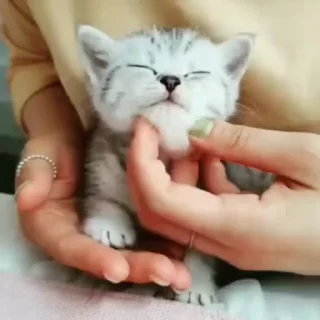 🐈