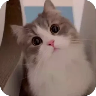 🤩