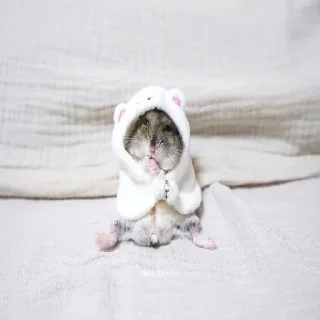 🐹