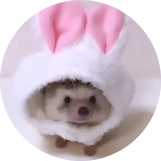 🦔