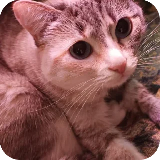 🐱
