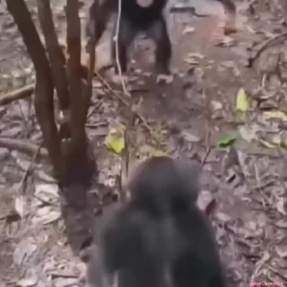🐵