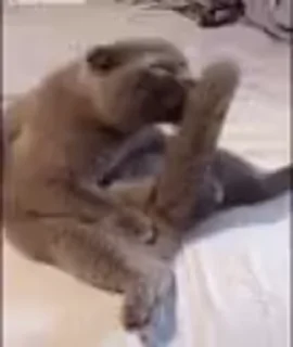 😼