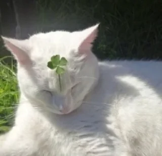 🍀