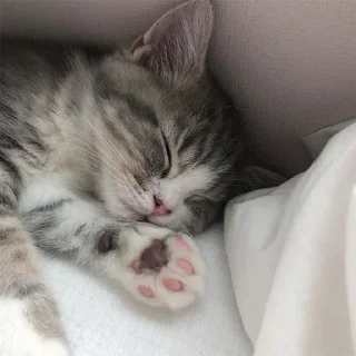 🐈