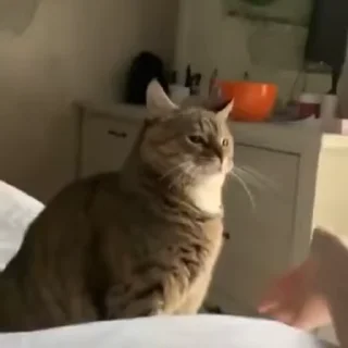 🐱