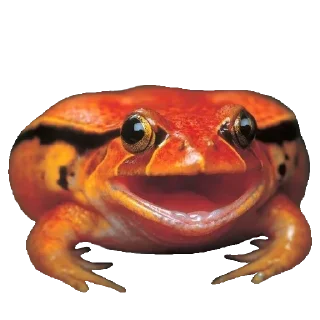 🐸