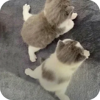 🖼