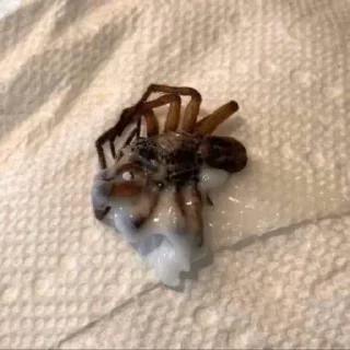 🕷