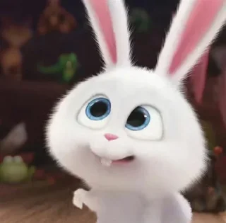 🐰