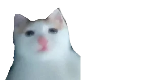 🐈