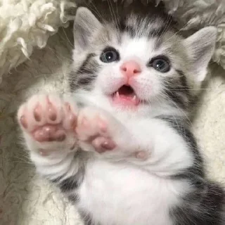 🐱