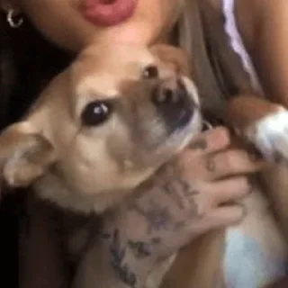 🐶