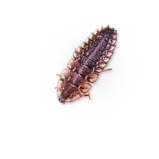 🐛