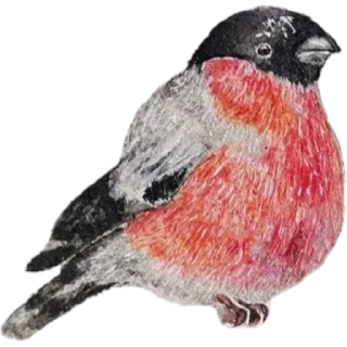 🐦