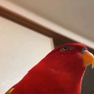 🦜