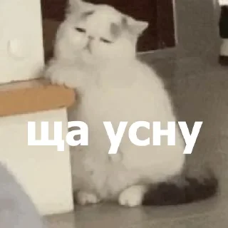 😴