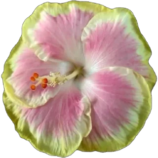 🌺