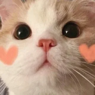 🐈