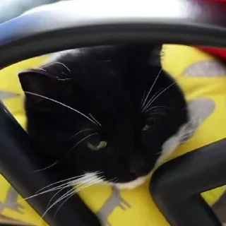 🥚